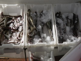 奧斯陸魚市場的魚貨